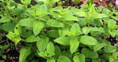 Lush green leaves of lemon balm plants growing in a garden setting with rich foliage.