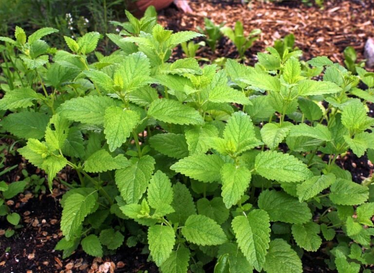Lush green leaves of lemon balm plants growing in a garden setting with rich foliage.