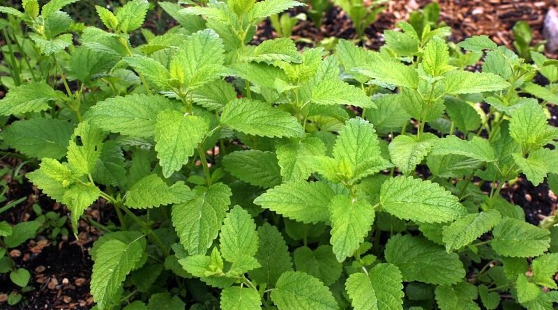 Lush green leaves of lemon balm plants growing in a garden setting with rich foliage.