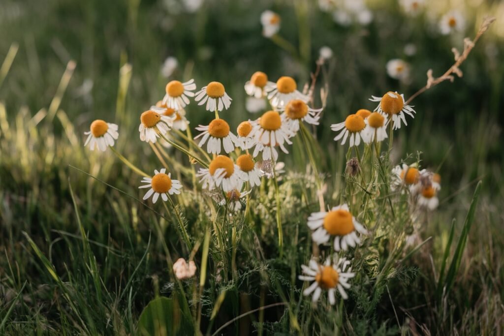 Wild chamomile flowers with white petals and yellow centers growing in a grassy area.