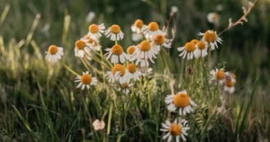 Wild chamomile flowers with white petals and yellow centers growing in a grassy area.