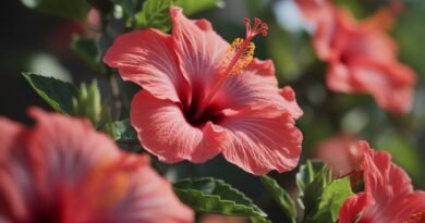 Чаша чај од хибискус со свежи и сушени цветови од хибискус поставени на дрвена површина во природа, со зелена позадина и природна светлина