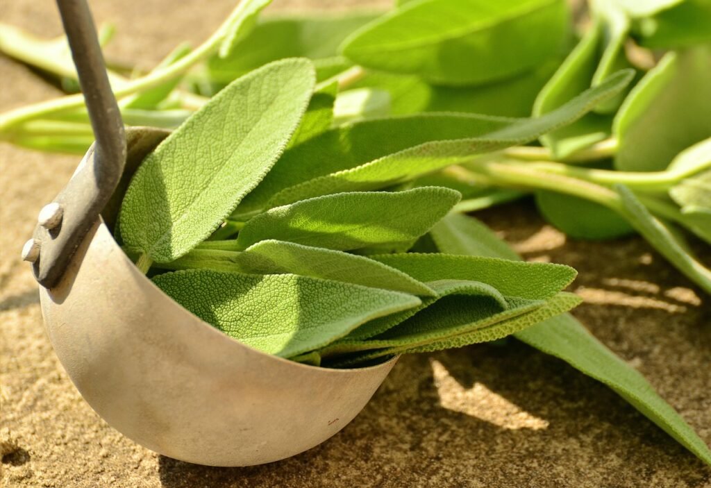 Fresh sage leaves gathered in a metal scoop, showcasing their green color and textured surface.