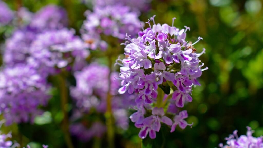 Cluster of small purple flowers with delicate petals, showcasing their intricate details and vibrant color.