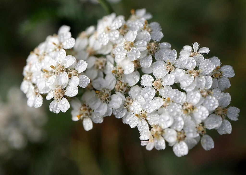Cluster of white flowers with droplets of water on the petals, showcasing delicate floral details and textures.