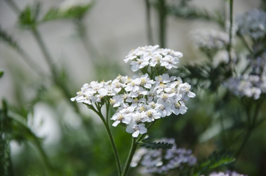 Yarrow plant with clusters of small white flowers and feathery green leaves, commonly found in gardens and natural landscapes.
